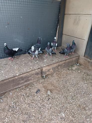 itlerin satisi ucuz: 15-50₼ arası satılır — 1