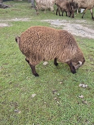 Baki bine - Növ: qoyun (anaç tipli) - Rəng: tünd-qəhvəyi, ayaqlar və lalafo.az -da Baki bine - Növ: qoyun (anaç tipli) - Rəng: tünd-qəhvəyi, ayaqlar və