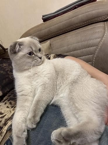 qala quzuları: Şotland, Yaxşı əllərə — 6