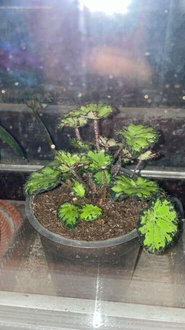 diffenbaxiya gülü haqqında məlumat: Bu begoniya bitkisi yaşıl və tünd yaşıl ləkələrlə bəzədilmiş geniş — 10