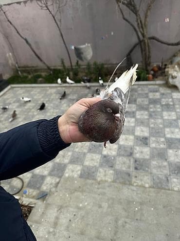 soltan quşu: Əbrəş ağ quyruq erkəy:
 sağlam quşdu cavan heyvandı — 2