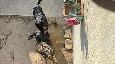 heyvanlar: Qara it sahıblendırılor pulsuz temiz afçarka dir — 1
