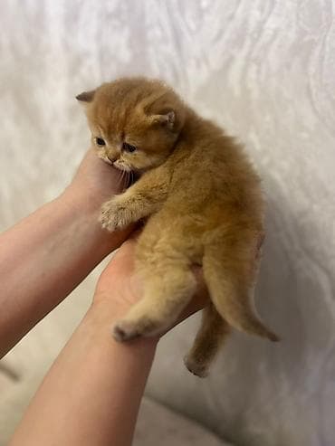 meykun pişik: Britan — 3