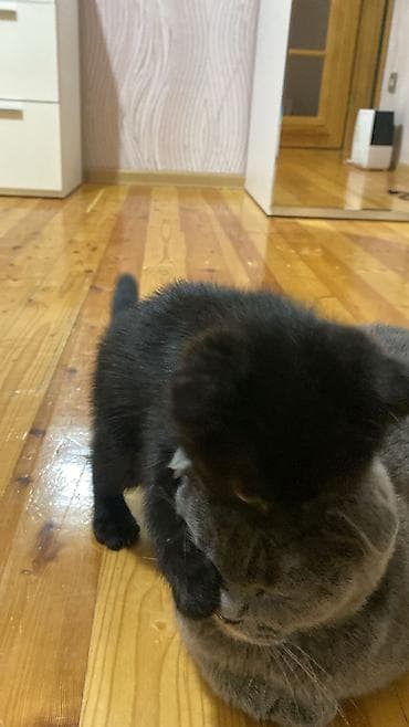 pisiy: Şotland, Dişi, Yaxşı əllərə, Ünvandan götürmə — 4