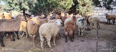 K/t heyvanları üçün mallar: Satış üçün qoyun sürüsü - Növ: qarışıq yerli cinslər (xallı — 2