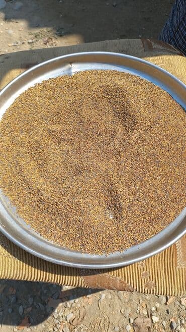 Yonca toxumu əla növ 100% zəmanət