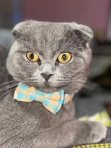 Məhsul: Pişik üçün papyonlu yaxalıq - Material: Yumşaq parça