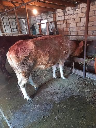 xırda buynuzlu heyvanlar: Simental tipli inək/ ikinki qarina sunu maylanmadan boqazdi - Rəng — 1