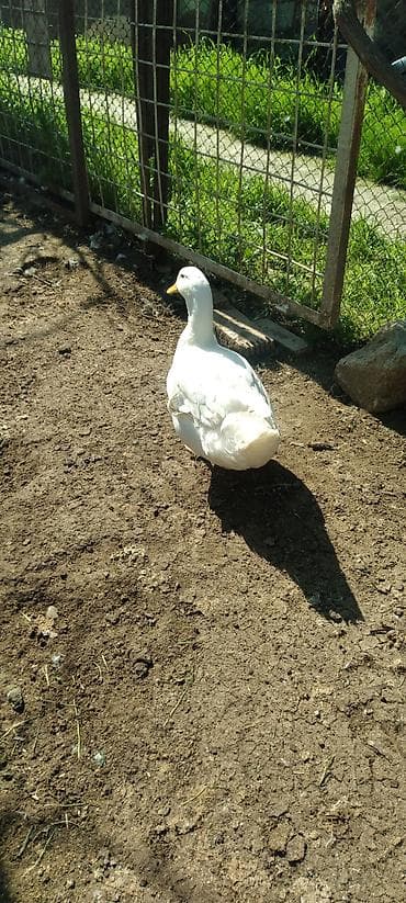 Сельхоз птицы: Pekin ağ erkək ördək. Təsvir: - Cins tipajı: Pekin tipli ağ ördək - — 3