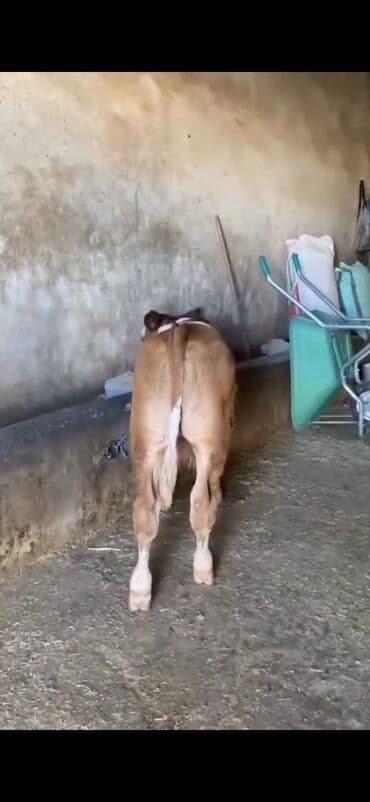 simmental ineklerin satisi: Satışda – sağlam, ətlik istiqamətli dana. Xüsusiyyətlər: - Cins tipi — 6