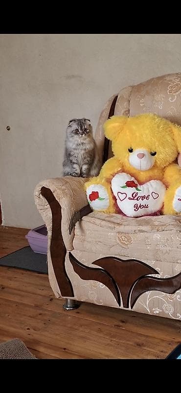 pişik oyuncaq: Şinşilla, Erkək — 3