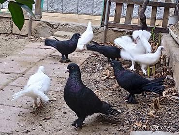 goyercin taklalar: Aq ve qara cox quyruqlar.topdan satiram hamisini — 6