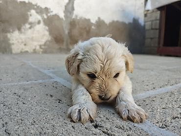 diri quzu: Golden retriver balasi 1 erkek 1 dişi bala qalib, 11.04.2026 — 3