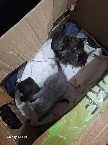 ucuz pisik satisi: Şotland, Erkək, Dişi, Yaxşı əllərə — 2