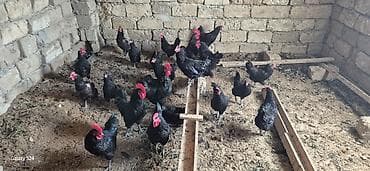 hind qusu: Astroloqlar sarılır toyuqlar 10 manat xoruzlar 15 manat — 1