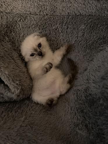 cat: Dişi, Yaxşı əllərə, Ödənişli çatdırılma — 1