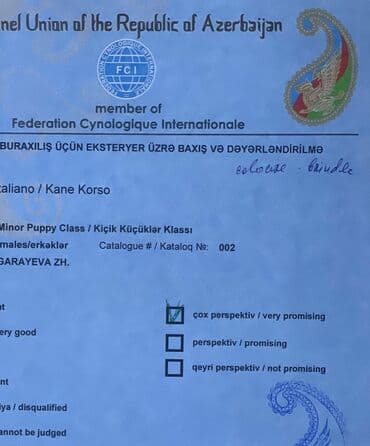 хомяк цены: Кане-корсо, 3 месяца, Самец, С родословной — 8