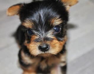 etibarli əllərə pişik: Yorkşir teryer, 2 ay, Erkek, Ünvandan götürmə — 3