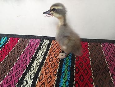 qaz ordek: Blue Rouen ordey balalari satilir. 5 gunluk balalardi 3 baladi. 1 — 2