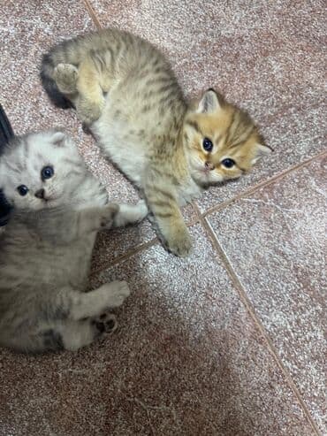 Balıqlar: Britan yastı qulaq, Erkək, Dişi, Yaxşı əllərə, Ünvandan götürmə, Pulsuz çatdırılma, Ödənişli çatdırılma — 13