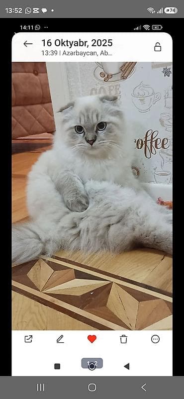 pişik satılır: Şotland yastı qulaq — 5