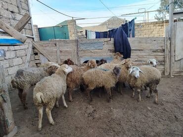 Mal-qara: Erkək quzu — 3