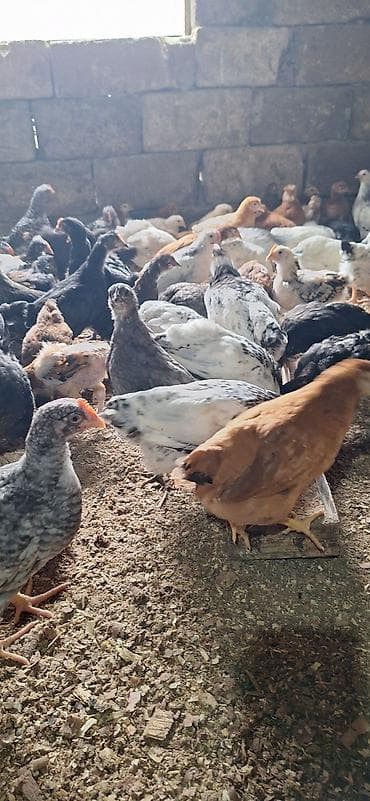 toyug cuce: Toyuq cücələri, Damazlıq — 1