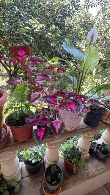diffenbaxiya bitkisi haqqında: Her biri ucuz kimete Gencededi catirma var size yaxin yere ancag — 59