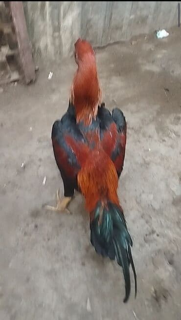 Gəmiricilər: SALAM MAY BECESİDİ SUPER BECEDİ TEZE DUSUB BANA İSDEYEN OLSA GEZEN — 4