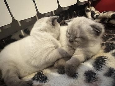 Şotland yastı qulaq