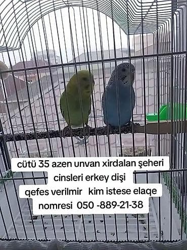 Məhsul: Cüt 35 papuqay Təsvir: - 1 erkək və 1 dişi cüt - Rənglər lalafo.az -da Məhsul: Cüt 35 papuqay Təsvir: - 1 erkək və 1 dişi cüt - Rənglər