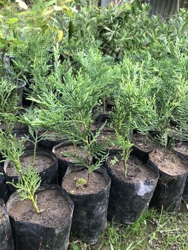 bitki satışı: LEYLANDRA. Thuja (küknar tipli həmişəyaşıl) şitilləri - Qara — 2