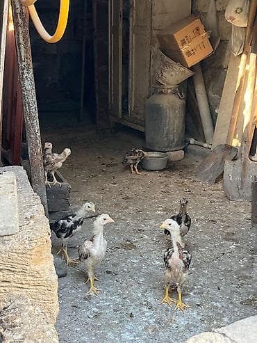 heyrati cucesi: Toyuq cücələri, Damazlıq — 2