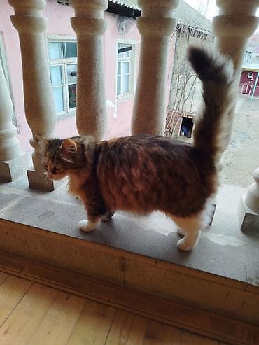 Heyvanlar üçün mallar: Dişi, Yaxşı əllərə, Ödənişli çatdırılma — 5