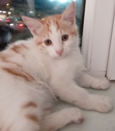 возьму котенка в добрые руки: Şotland, Yaxşı əllərə, Ünvandan götürmə — 6