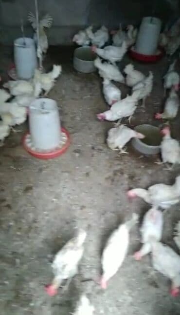 Toyuq cücələri, Ətlik, Ödənişli çatdırılma