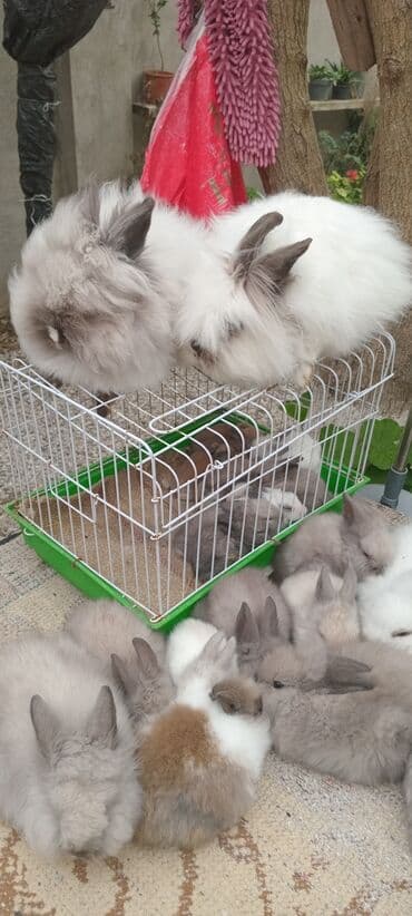 karlık dovsan: Məhsul: Angora tipli uzun tüklü dekorativ dovşan balaları — 1