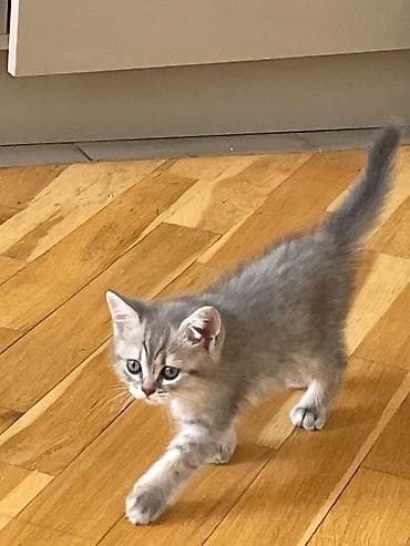 hamster satisi: Qızıl şinşilla, Erkək, Ünvandan götürmə — 3