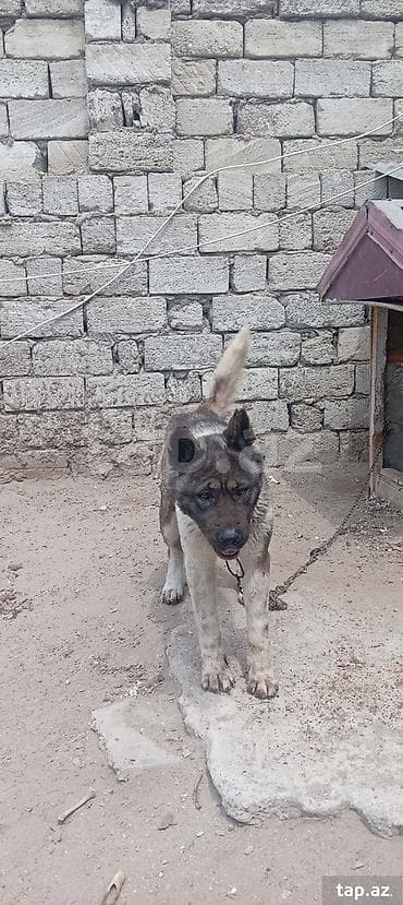 zvonok itləri: Akita-inu, Erkek — 3