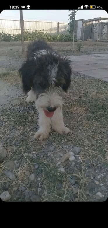 сколько стоит миниатюрный пудель: 1 год, Самец, Самовывоз — 6