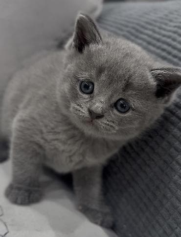 Britan lalafo.az -da Britan