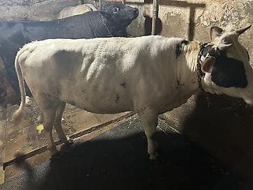 limuzin inek: Super duye dogmamis cinsdən ağ-qara ləkəli inək. Orta ölçülü buynuzlu — 6