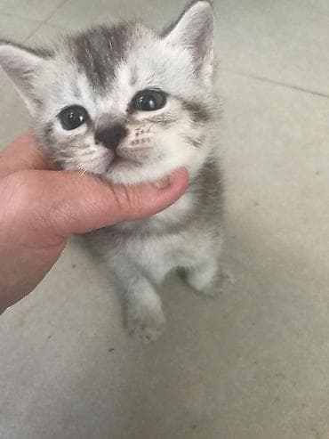 pisik cutlesdirme: Britan — 2