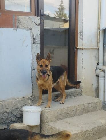 barter it: Alman çoban iti — 1