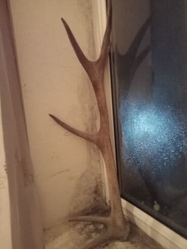 ikinci əl qaplar: 60 illik — 1