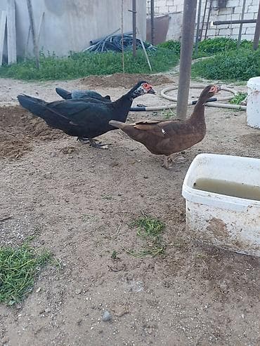 tutu quşları: Erkək, | Lal ördək, Damazlıq, Ünvandan götürmə — 3