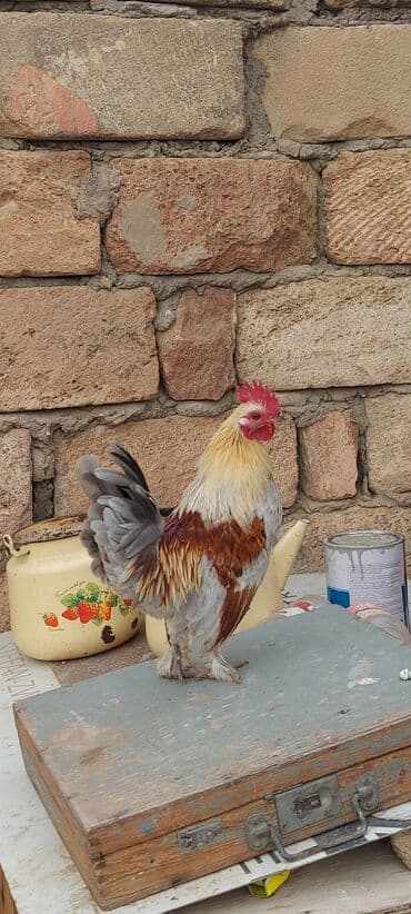 Cırtdan dekorativ xoruz - Rəng: gümüşü-boz, krem və qırmızı-qəhvəyi — 2