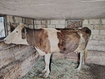 cins ineklerin satisi 2019: Самка, лет: 5, Для молока — 4