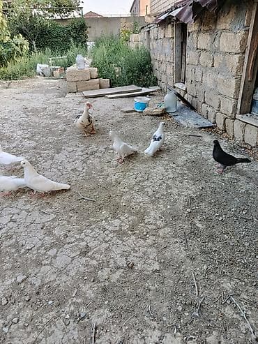 quş xana: Məhsul: Ev təsərrüfatı üçün göyərçinlər (qrup halında) Təsvir: - Bir — 4