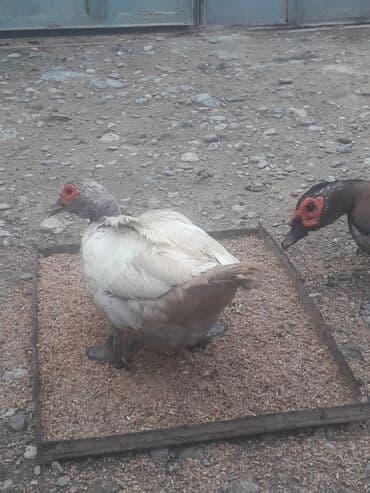 3 toyuq 3 gune 3 yumurta: Xoruzlar 50 manat Fereler 30 manat.Lavanda ordeyleri — 4